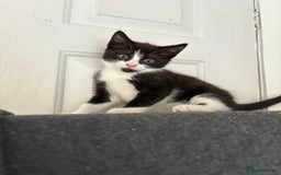 British Shorthair cats for sale: Litter of kittens for sale - Image 2