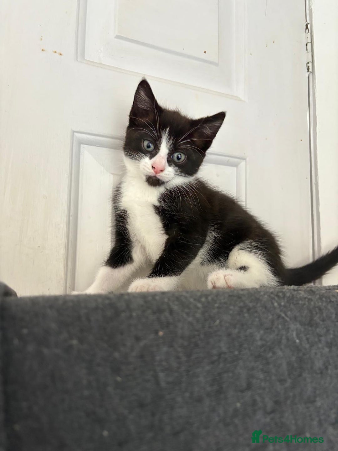British Shorthair cats for sale: Litter of kittens for sale - Image 2