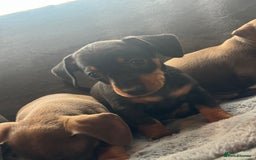 Mixed Breed dogs for sale: Outstanding family pets  - Image 2