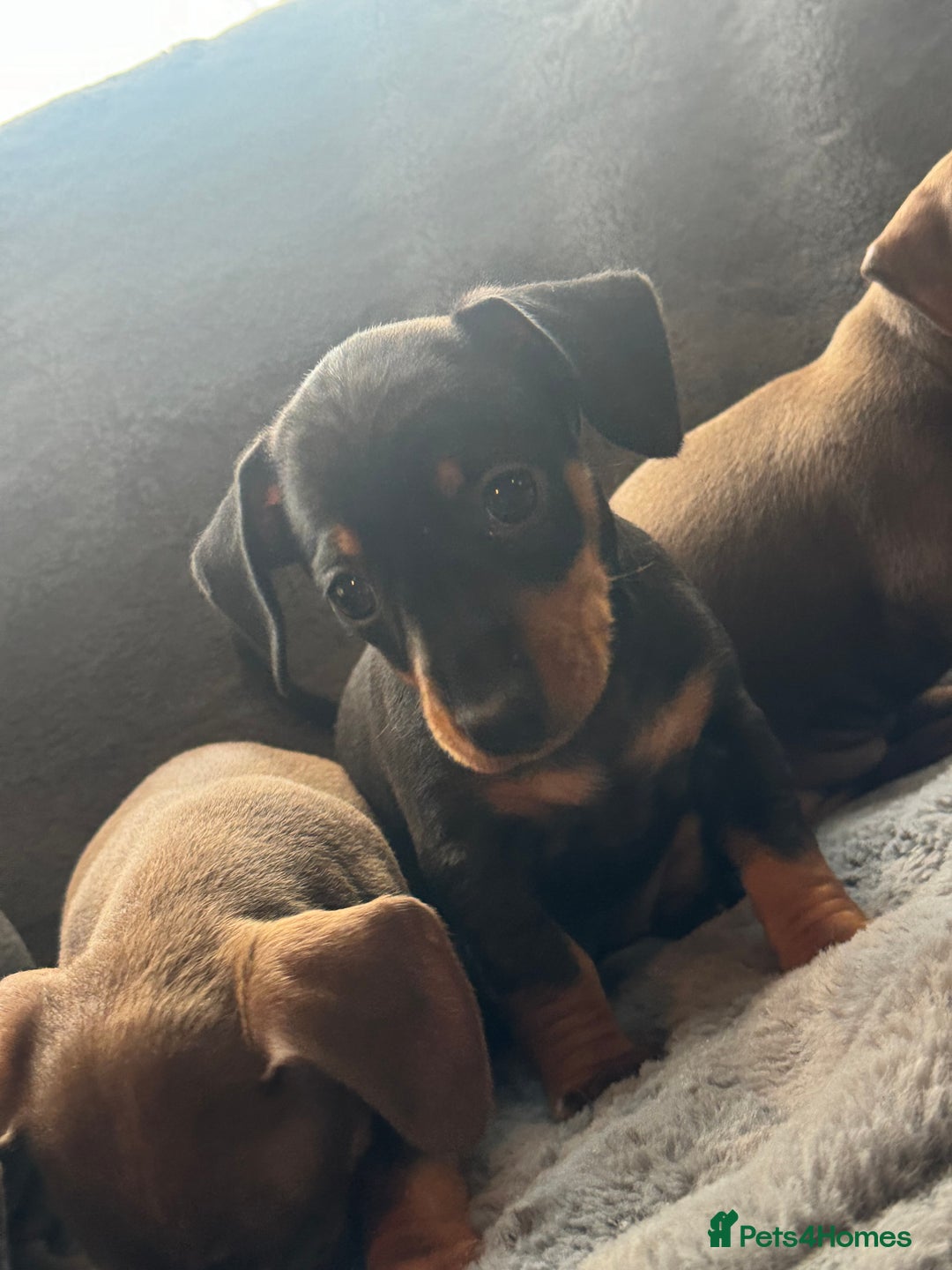 Mixed Breed dogs for sale: Outstanding family pets  - Image 2