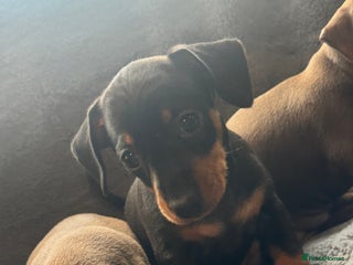 Mixed Breed dogs - Advert 1
