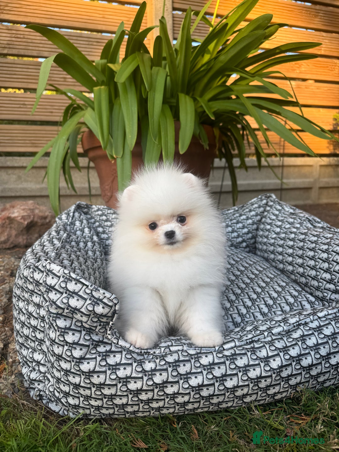 Pomeranian dogs for sale: SUPER TINY ICE WHITE POMERANIAN BOY - Image 8