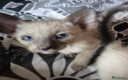 Oriental cats for sale: 2 Oriental boys left ( sold ) - Image 30