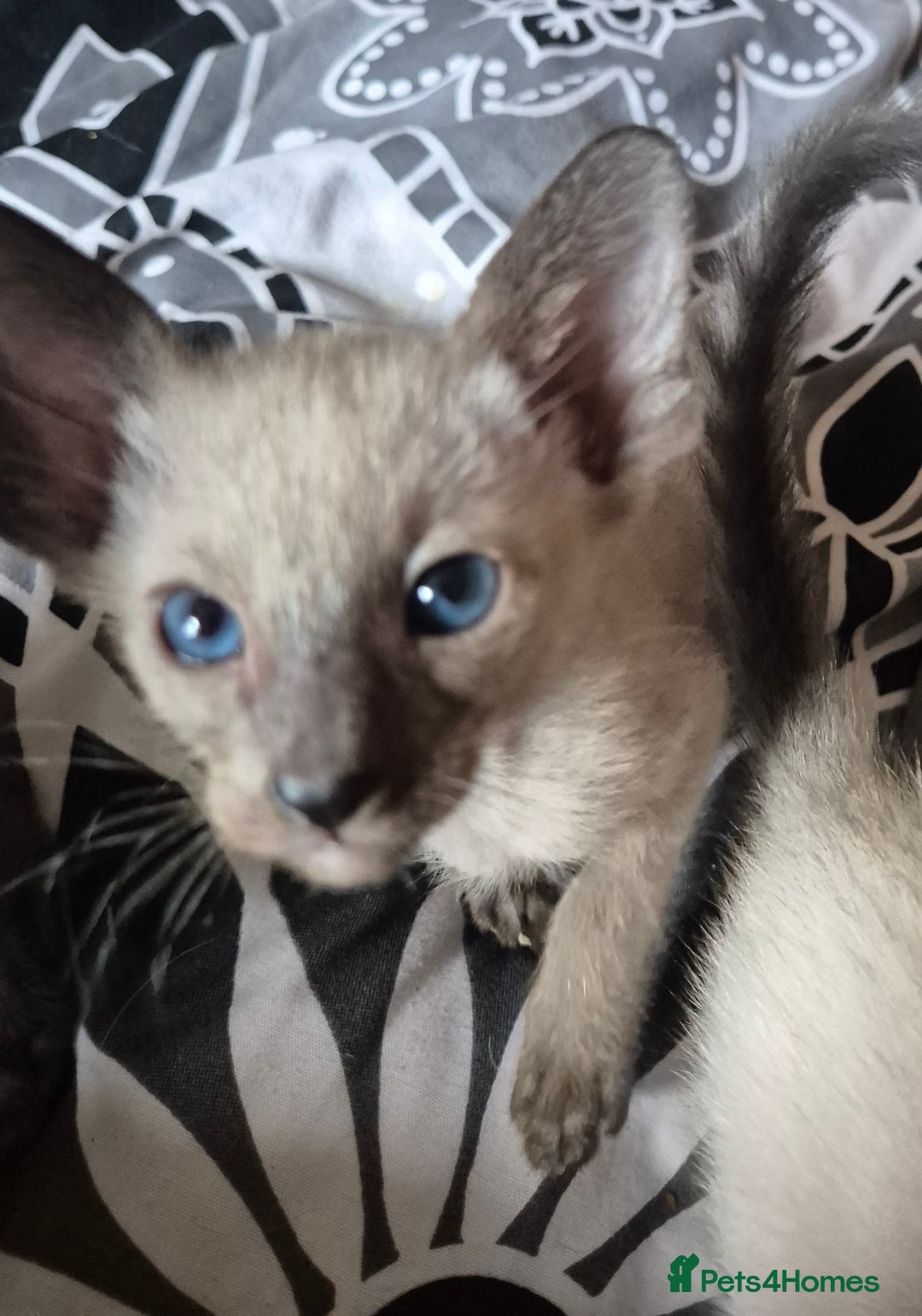 Oriental cats for sale: 2 Oriental boys left ( sold ) - Image 30