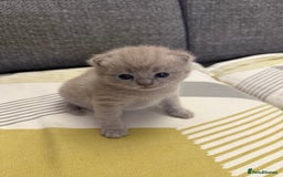 British Shorthair cats for sale: Adorable British Shorthair Female🐱😍💞✨ - Image 8