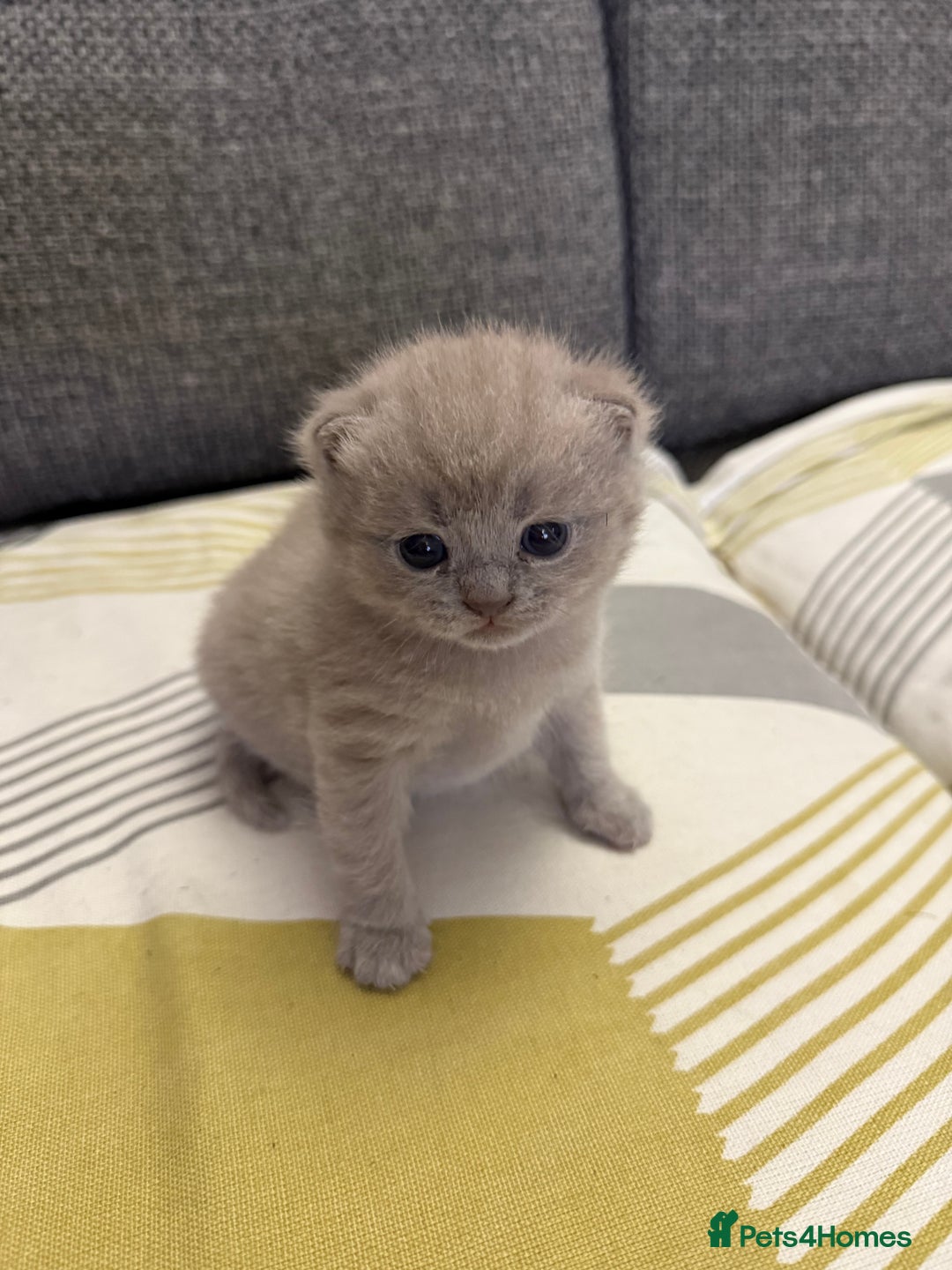 British Shorthair cats for sale: Adorable British Shorthair Female🐱😍💞✨ - Image 8