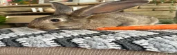 Continental Giant rabbits for sale: Continental giant buck - Advert 6