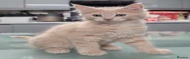 Maine Coon Ragdoll Mix Kitten Green