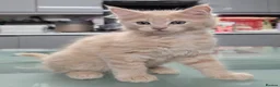 Maine Coon cats for sale: Rare Colour 3/4 Maincoon Ragdoll Mix Kitten - Advert 33