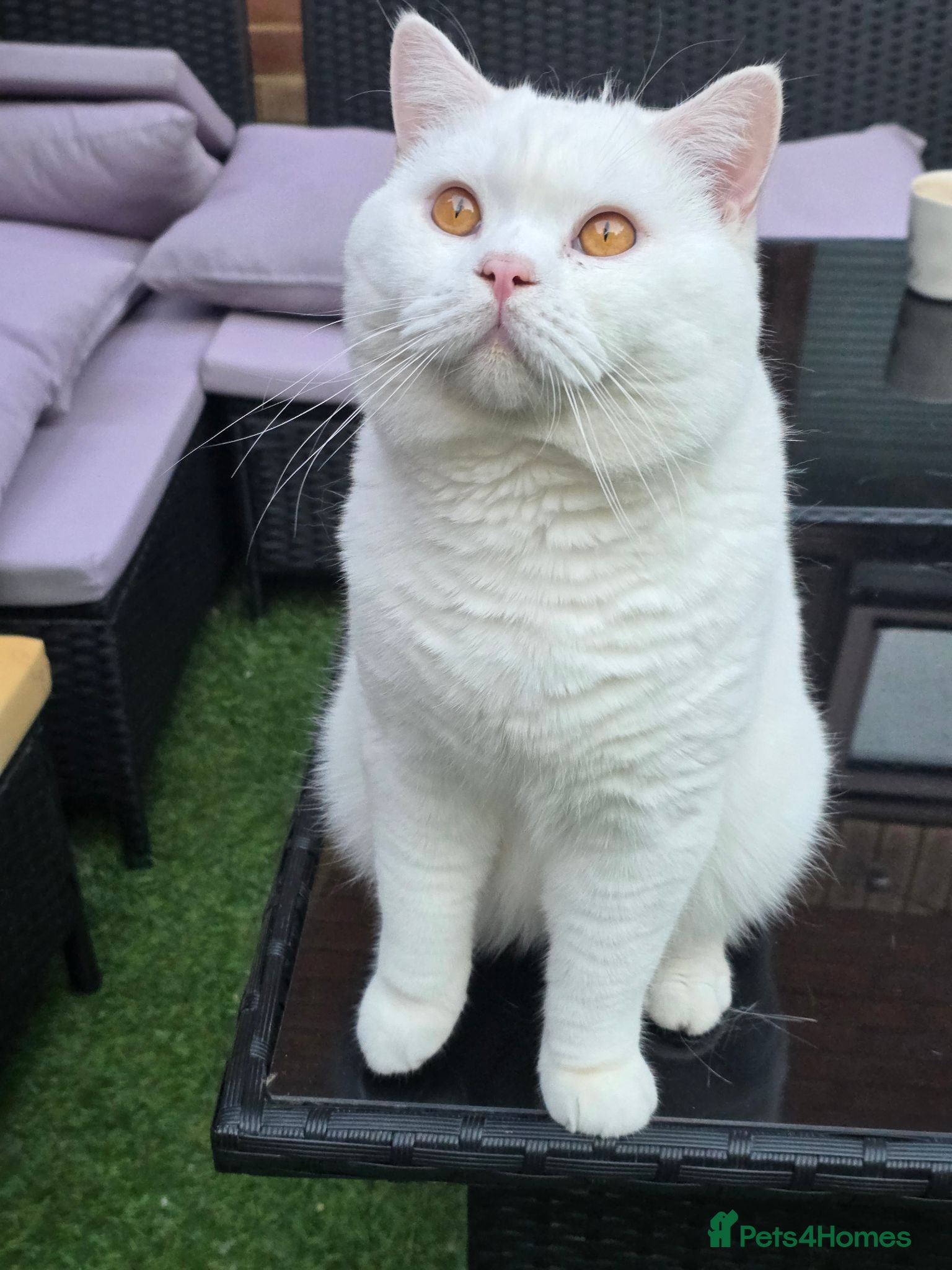 British Shorthair cats 🤍 PROVEN White British Shorthair Stud Service 🤍 - Advert 1