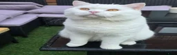 British Shorthair cats for stud:  PROVEN White British Shorthair Stud Service 🤍 - Advert 11