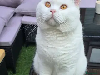 British Shorthair cats 🤍 PROVEN White British Shorthair Stud Service 🤍 - Advert 1