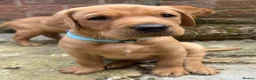 Labrador Retriever dogs for sale: Fox Red Labrador Puppies - Advert 5