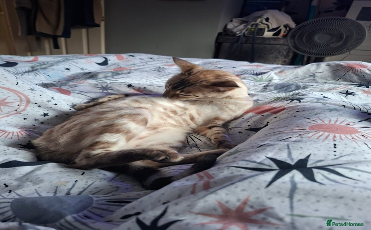 Bengal cats - Advert 6
