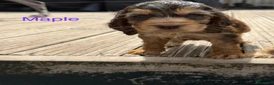 Cocker Spaniel 3