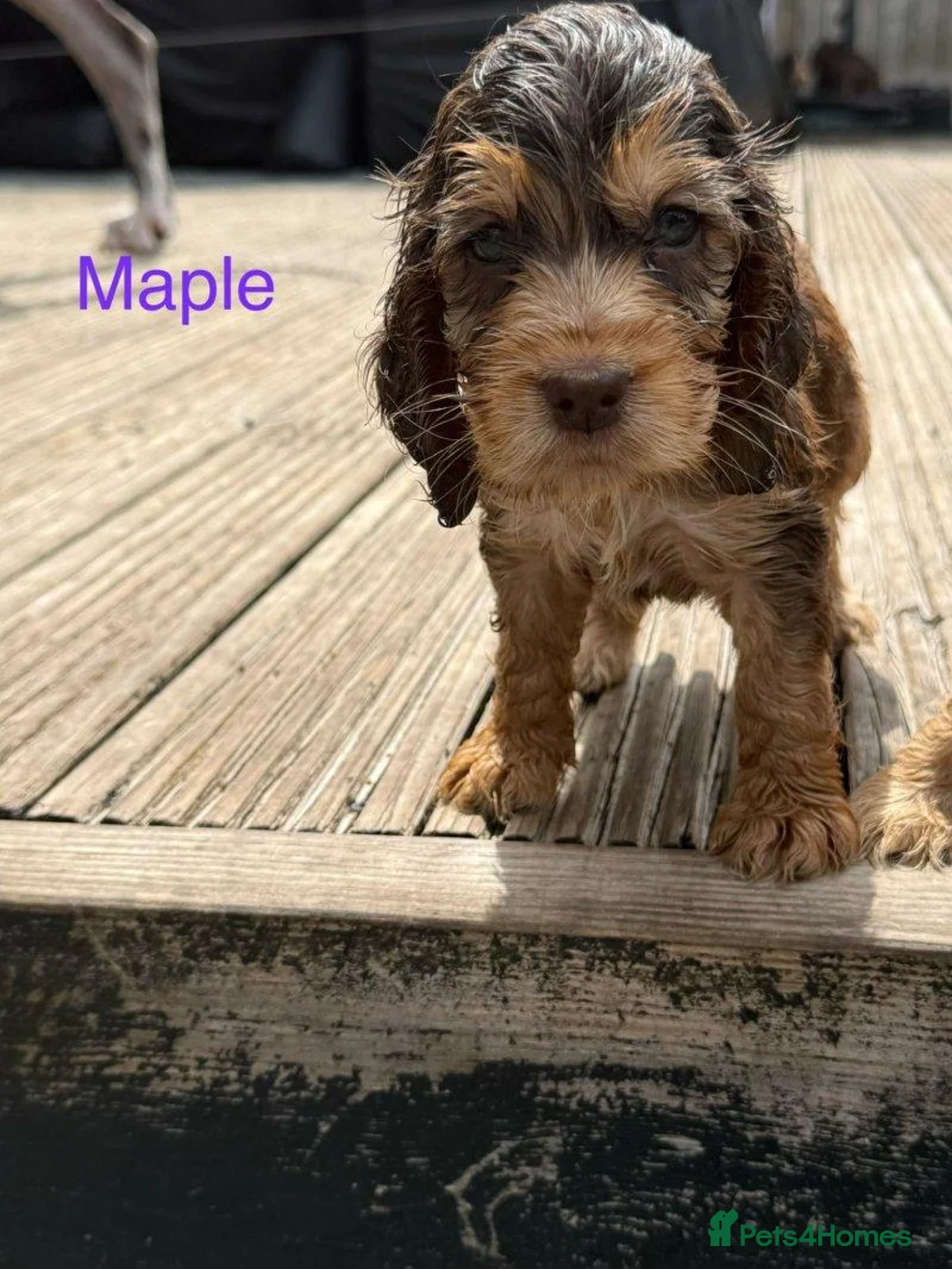 Cocker Spaniel dogs for sale: Beautiful Cocker Spaniel Puppies  2 Boys & 3 Girls in Reading - Advert 6
