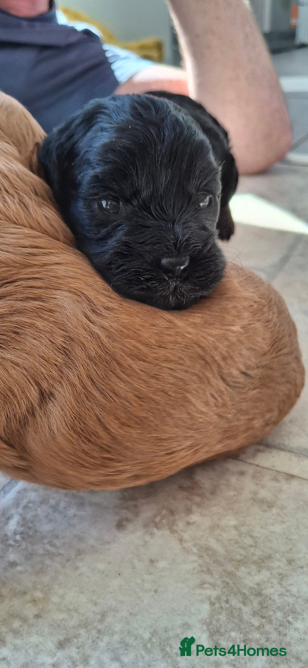 Cavapoo dogs for sale: Toy Cavapoo puppies - Image 11