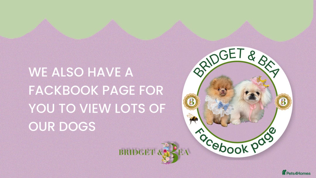 Pekingese dogs for sale: ⭐️PUPPIES ARRIVED⭐️ - Advert 23