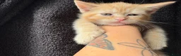 Mixed Breed cats for sale: Beautiful litter of kittens  - Advert 7