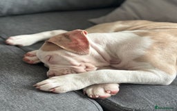 American Bulldog dogs for sale: Casey  - Image 4