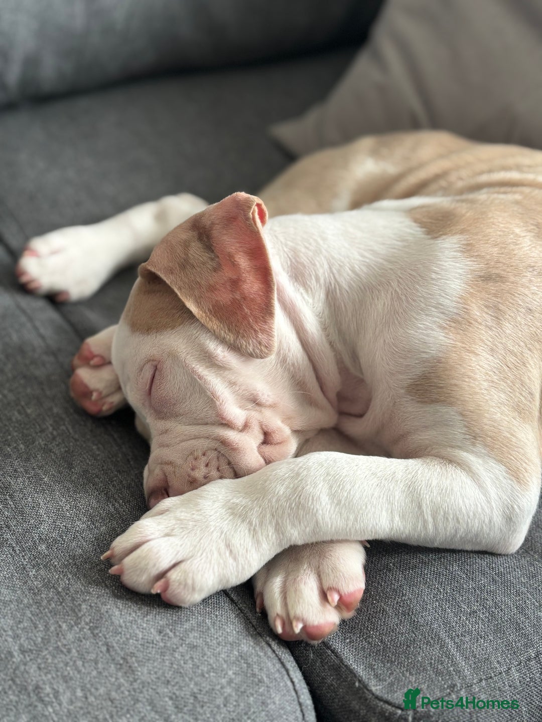 American Bulldog dogs for sale: Casey  - Image 4