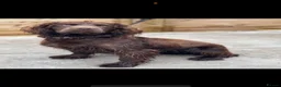 Sprocker dogs for sale: Beautiful Sprocker Pups..  - Advert 2