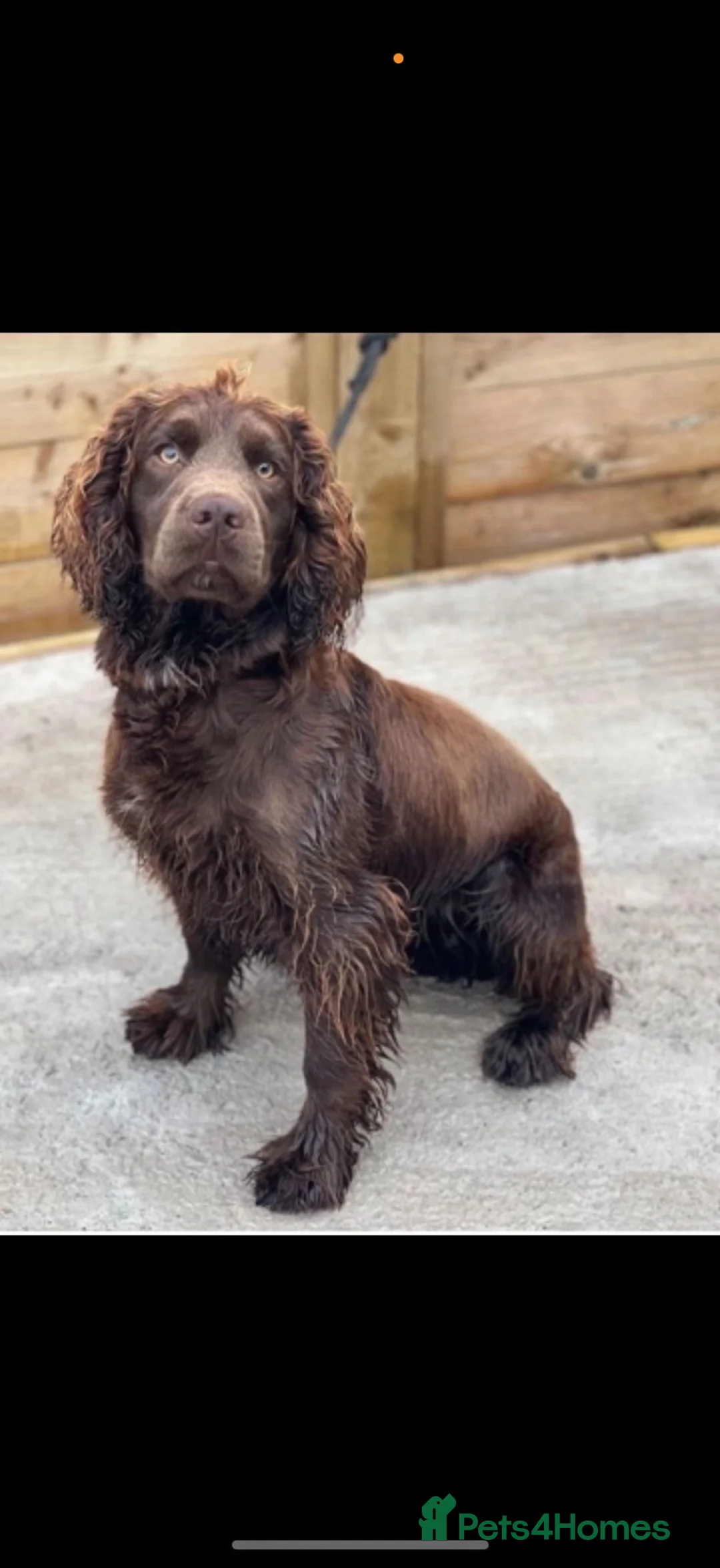 Sprocker dogs for sale: Beautiful Sprocker Pups..  - Advert 2