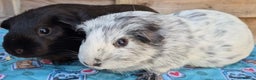 Guinea Pig rodents for sale: 3 Bonded Females - Advert 4