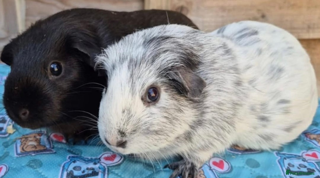 Guinea Pig rodents for sale: 3 Bonded Females - Advert 4