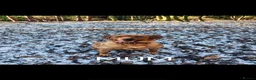 Labrador Retriever dogs for sale: KC registered Labrador retrievers in Bordon - Advert 13