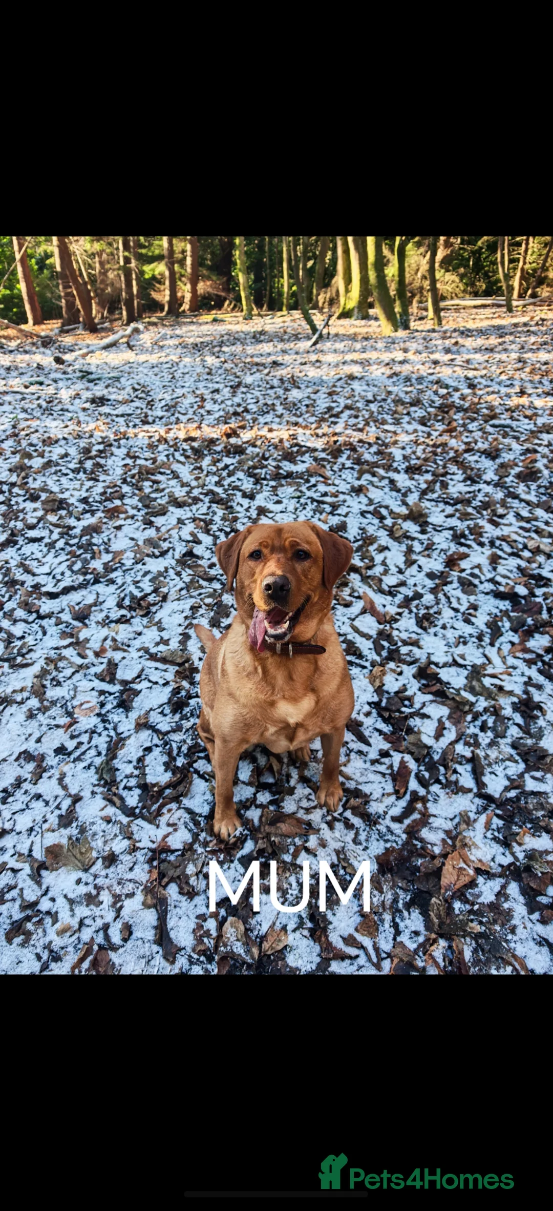 Labrador Retriever dogs for sale: KC registered Labrador retrievers in Bordon - Advert 13