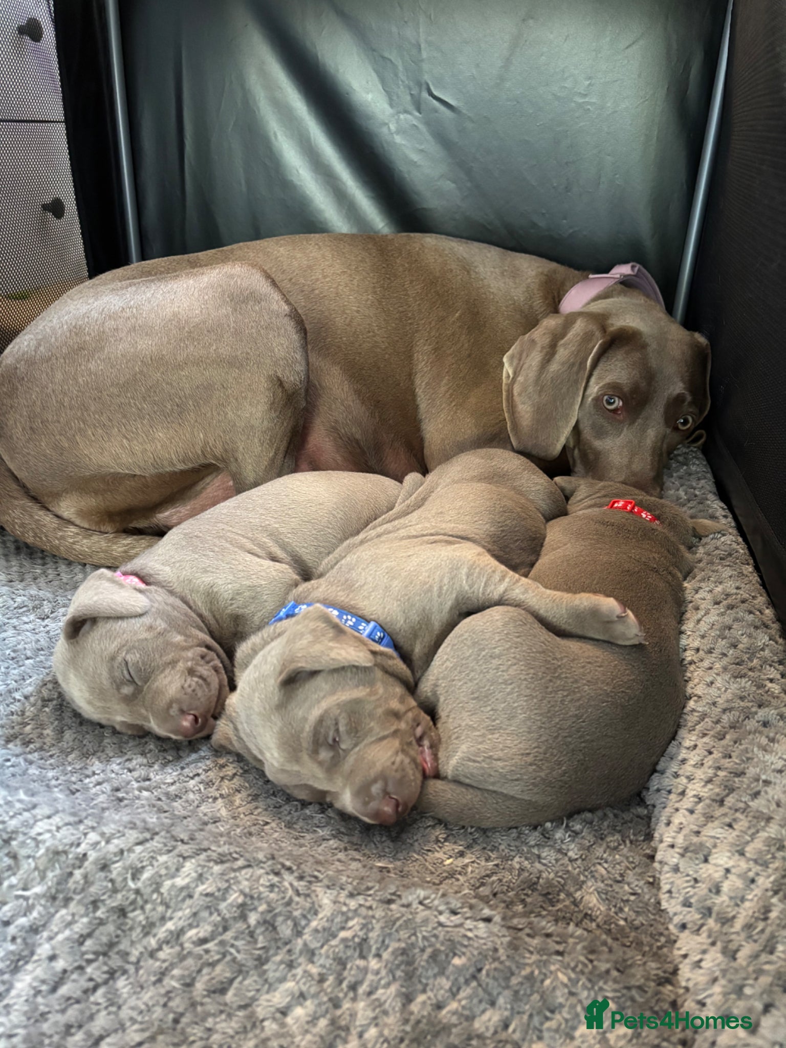 Mixed Breed dogs WEIM X DOBERMAN CHAMPION BLOODLINE PUPS - Advert 13