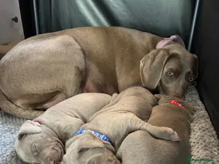 Mixed Breed dogs WEIM X DOBERMAN CHAMPION BLOODLINE PUPS - Advert 13