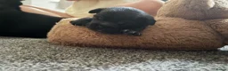 Mixed Breed dogs for sale: Pomston x Frenchie pups in Fleetwood - Advert 5