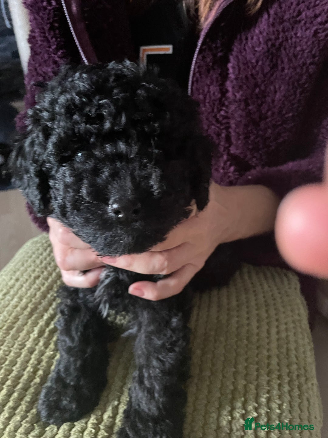 Miniature Poodle dogs for sale: Gorgeous Miniature Poodle puppies  - Advert 7