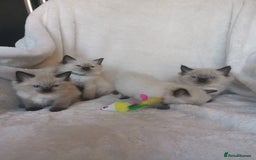 Ragdoll cats for sale: Health tested beautiful ragdoll kittens  - Image 5