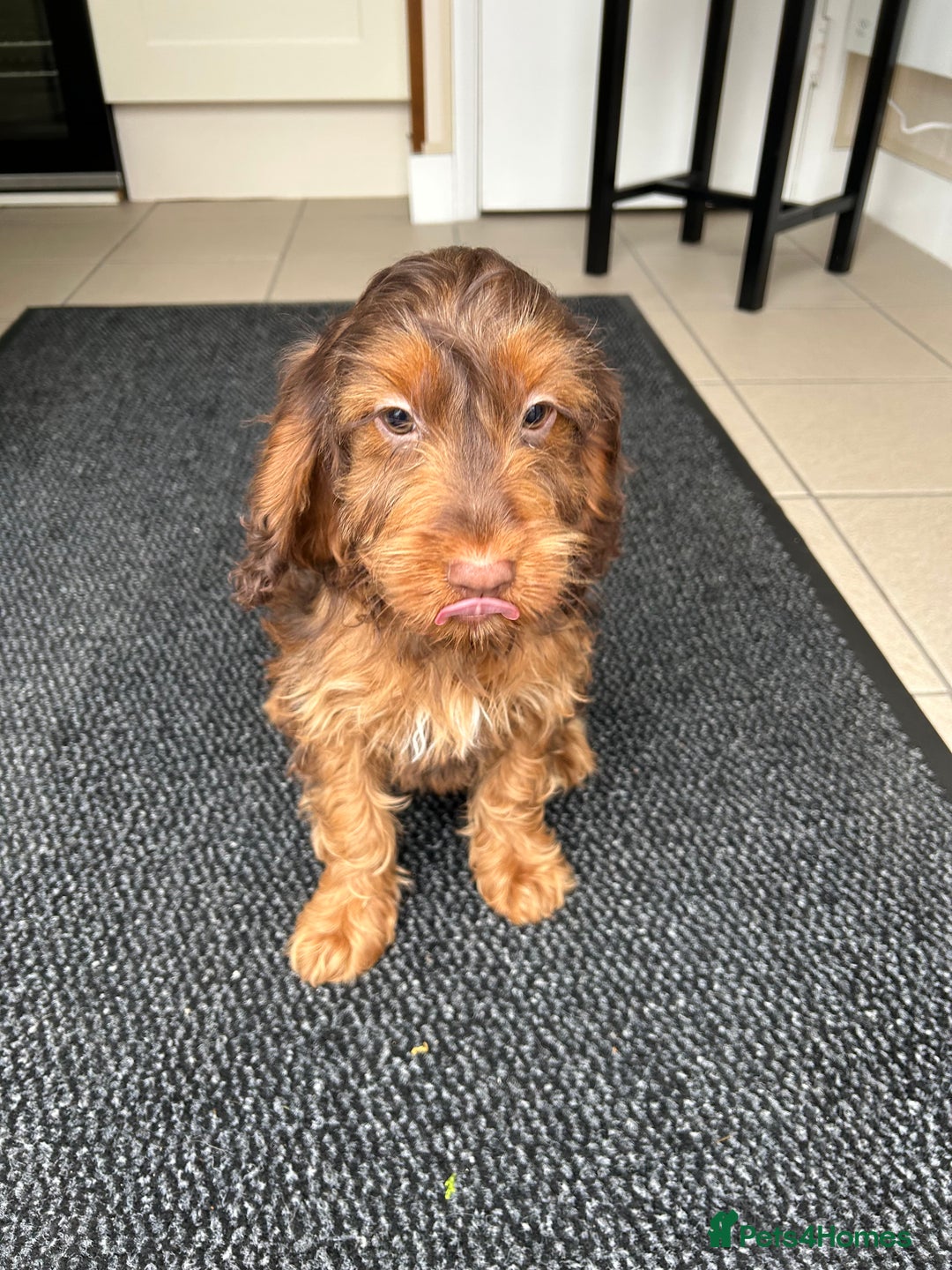 Cockapoo dogs for sale: Cockapoo  - Advert 1