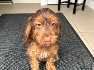 Cockapoo dogs for sale: Cockapoo - Advert 1