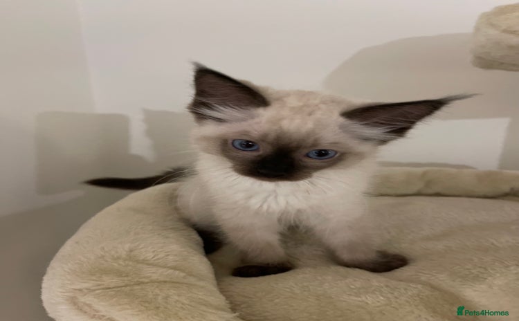 Ragdoll cats - Advert 4