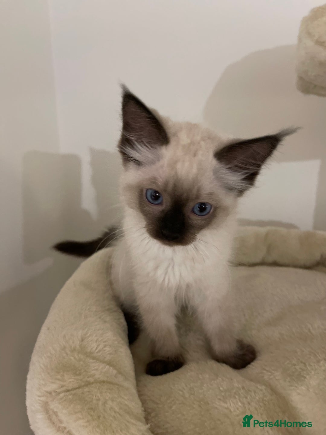 Ragdoll cats for sale: Luxury Champion Line Ragdoll Pedigree Kittens - Image 1