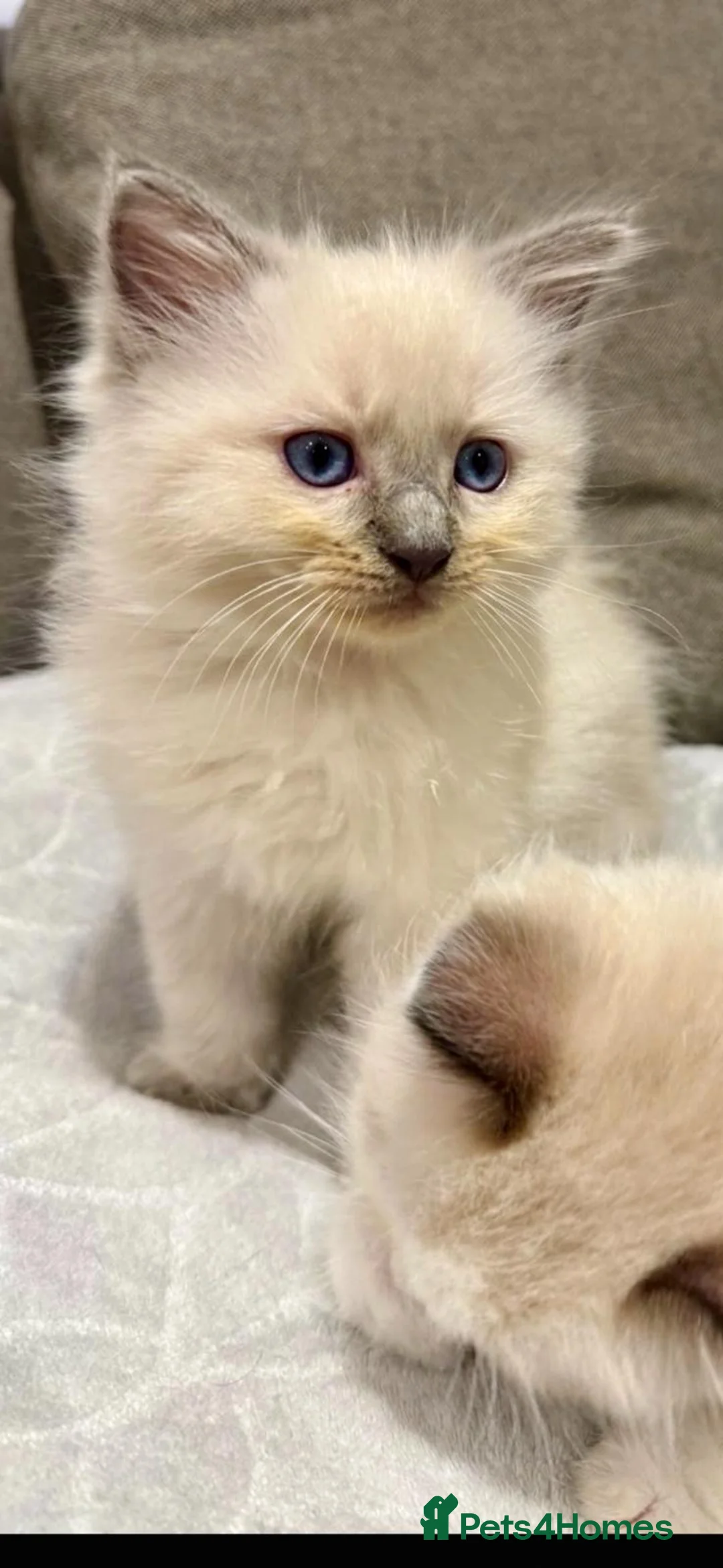 Ragdoll cats for sale: GCCF REGISTERED RAGDOLL BOYS AVAILABLE  - Advert 2
