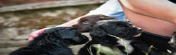 Cocker Spaniel dogs for sale: Beautiful Black and Chocolate Cocker Spaniel KCReg - Advert 4