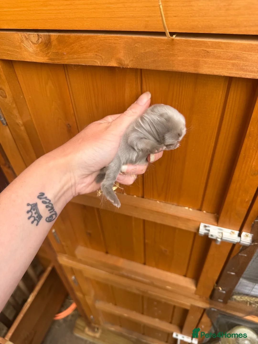 Mini Lop rabbits for sale: 🩶 2 Mini Lops - Waiting list open 🩶 - Advert 1