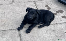German Shepherd dogs for sale: gorgeous kc reg working blood line German Shepard  - Image 24