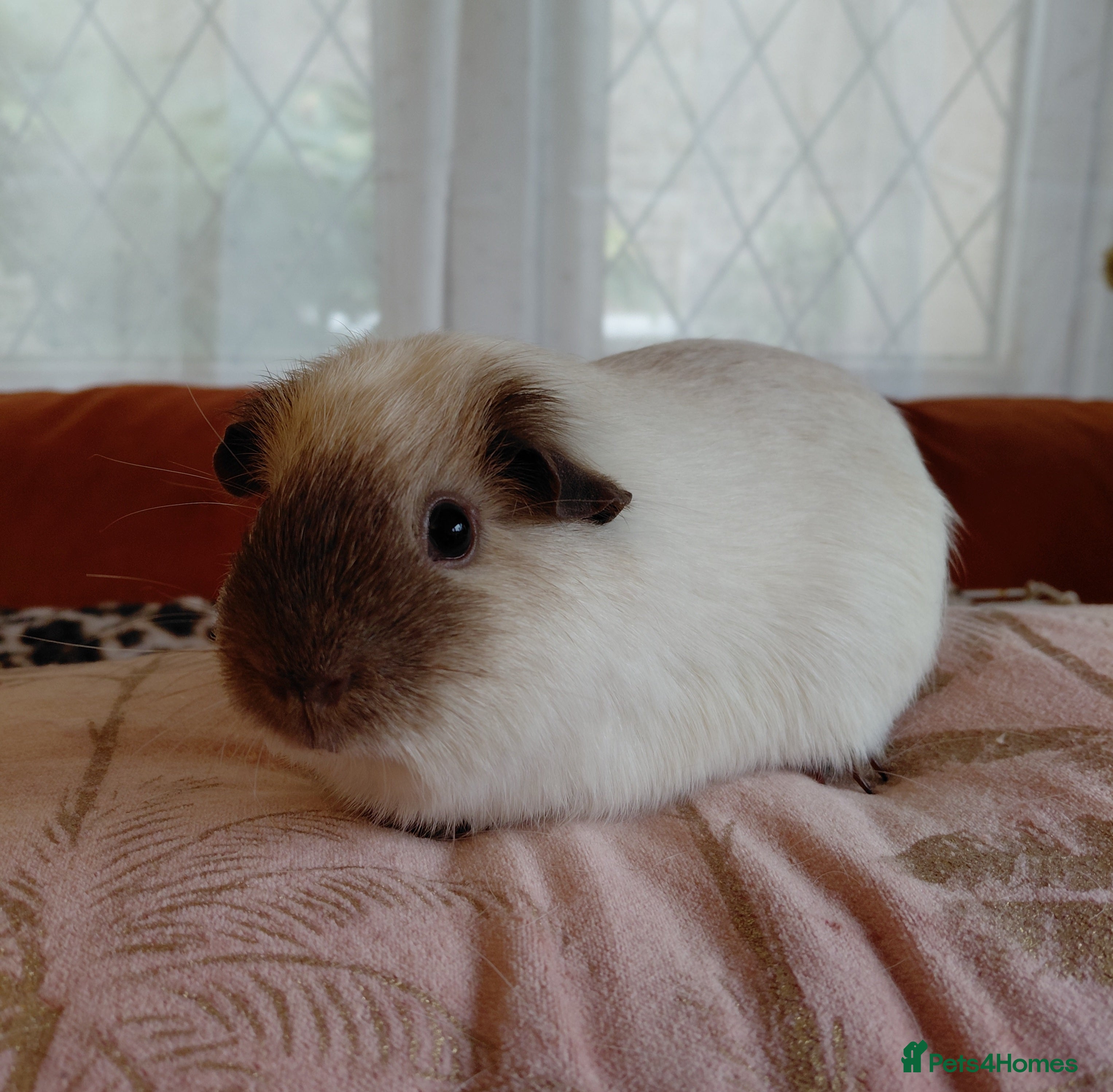 Guinea Pig rodents Assorted Pure breed guinea pigs - Advert 5