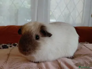 Guinea Pig rodents Assorted Pure breed guinea pigs - Advert 5