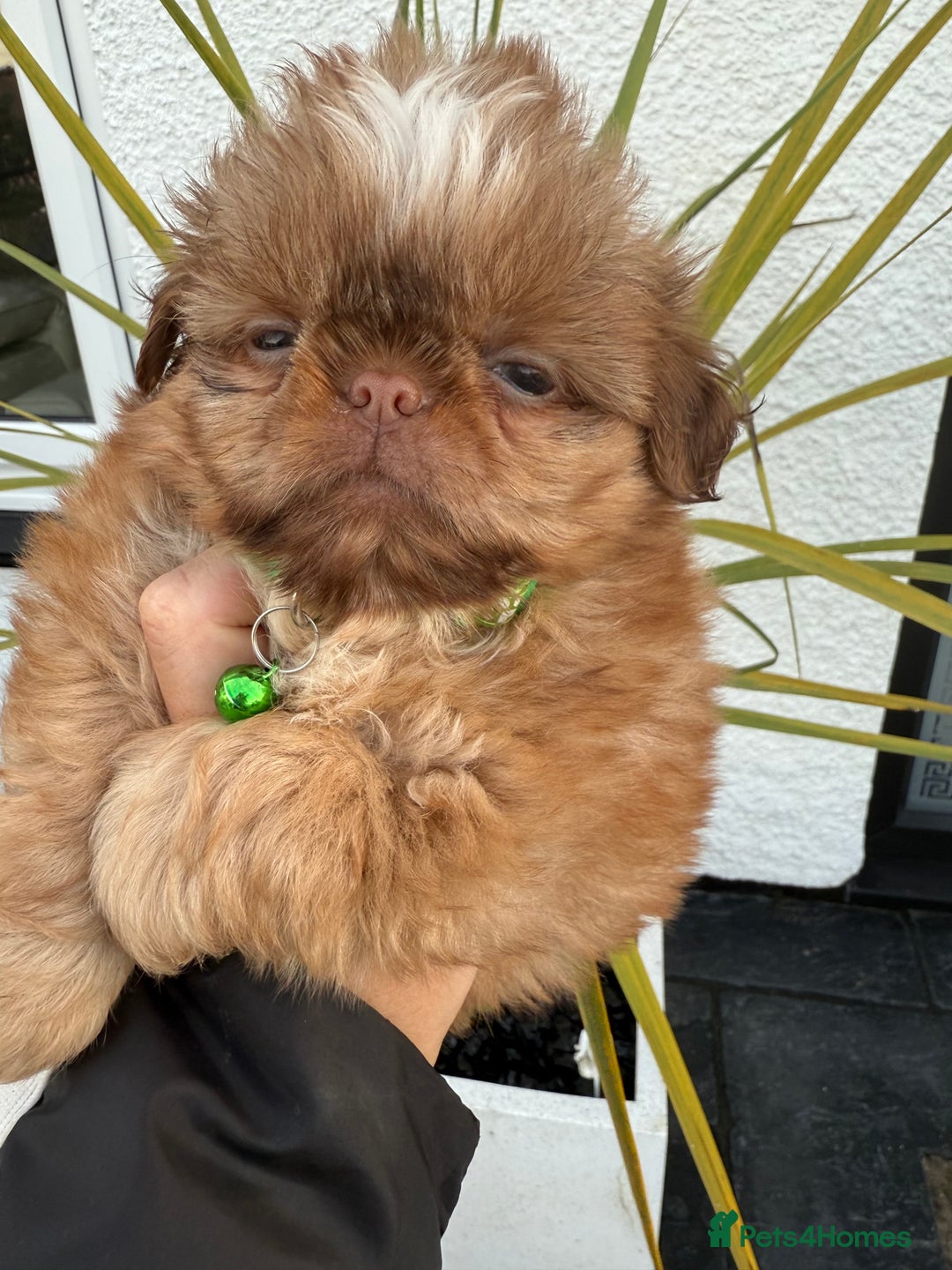 Shih Tzu dogs for sale: IMRERIAL SHIHTZU PUPPIES - Advert 9