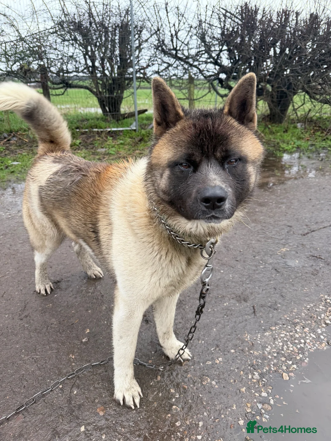 Akita dogs for sale: beautiful Akita pups looking for 5⭐️ forever homes - Advert 11