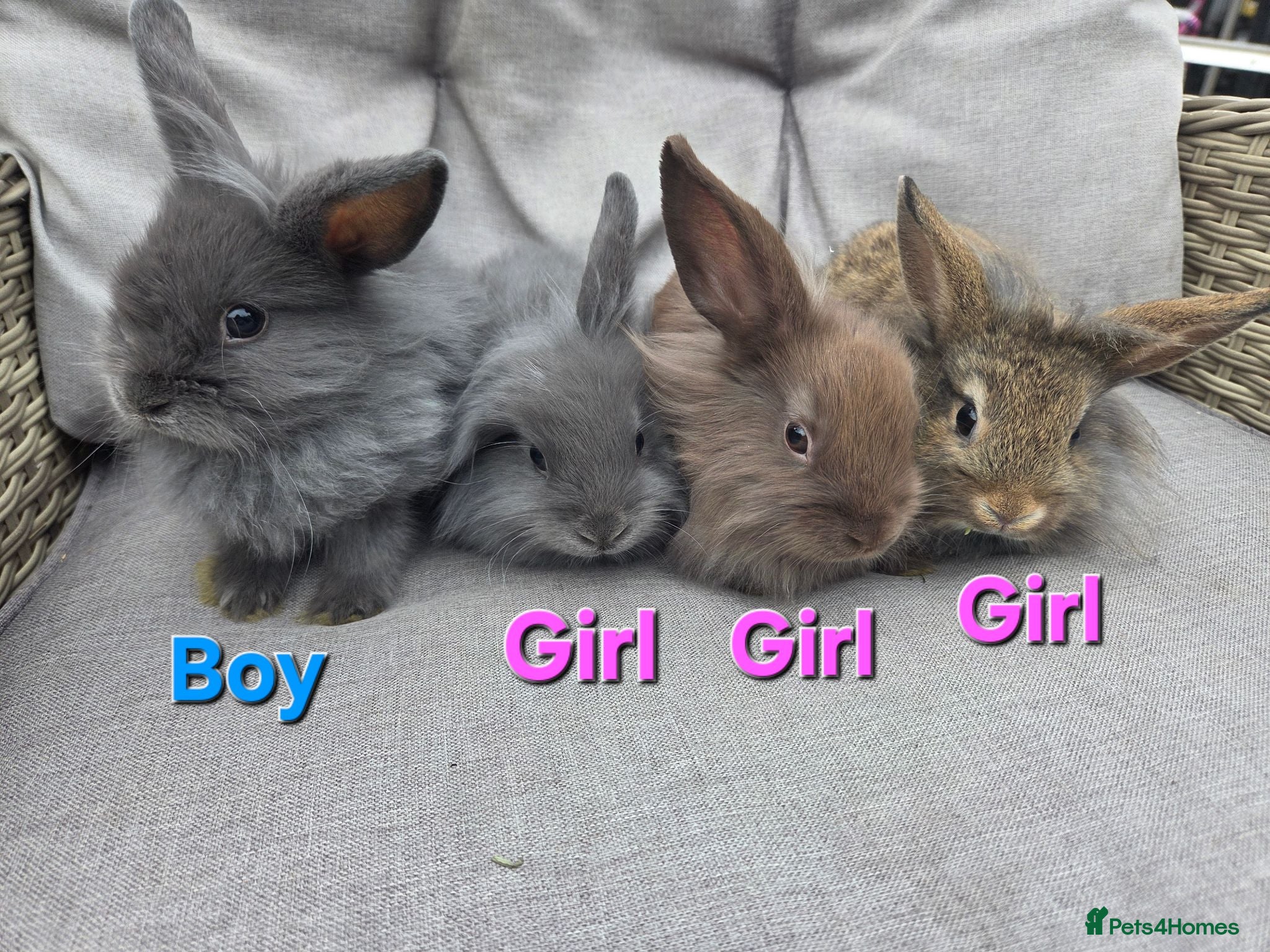Lionhead rabbits Lion head Babies ready NOW 3 GIRLS 1 BOY - Advert 2