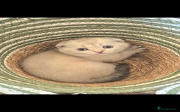 Scottish Fold cats for sale: Beautiful Girl ready to go - Image 8